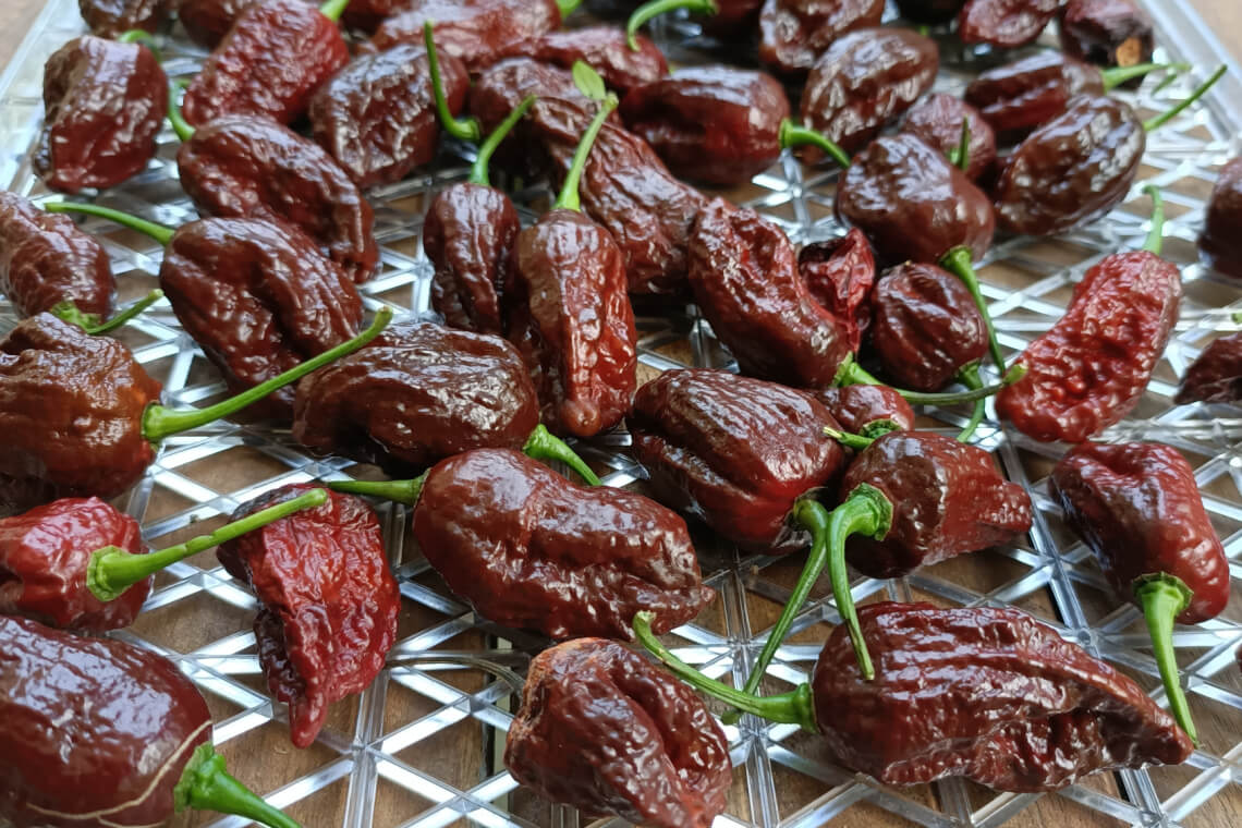Ripe Chocolate Bhutlah peppers, dark brown and wrinkled, resting on a drying rack Ripe Chocolate Bhutlah peppers, dark brown and wrinkled, resting on a drying rack