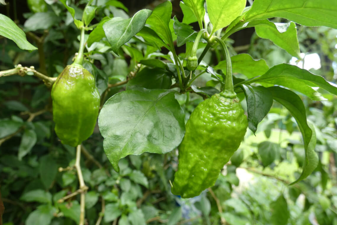 Unripe green Chocolate Bhutlah peppers hanging from a chilli plant, with glossy, bumpy skin and surrounded by lush green leaves Unripe green Chocolate Bhutlah peppers hanging from a chilli plant, with glossy, bumpy skin and surrounded by lush green leaves