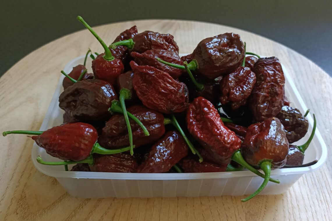A pile of fresh whole Chocolate Bhutlah peppers with dark brown, glossy, wrinkled skin stacked in a plastic container A pile of fresh whole Chocolate Bhutlah peppers with dark brown, glossy, wrinkled skin stacked in a plastic container