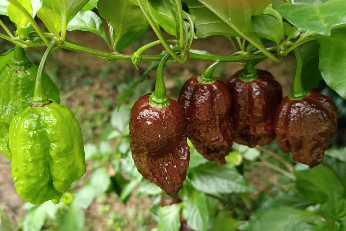 Unripe green and ripe dark brown Chocolate Bhutlah peppers hanging from a leafy chilli plant Unripe green and ripe dark brown Chocolate Bhutlah peppers hanging from a leafy chilli plant