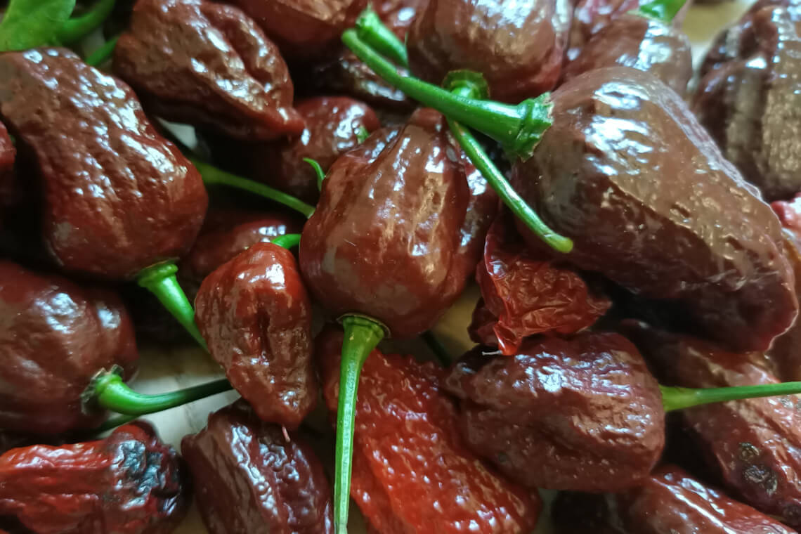 Close-up image of a pile of ripe Chocolate Bhutlah peppers with dark brown, wrinkled skin Close-up image of a pile of ripe Chocolate Bhutlah peppers with dark brown, wrinkled skin