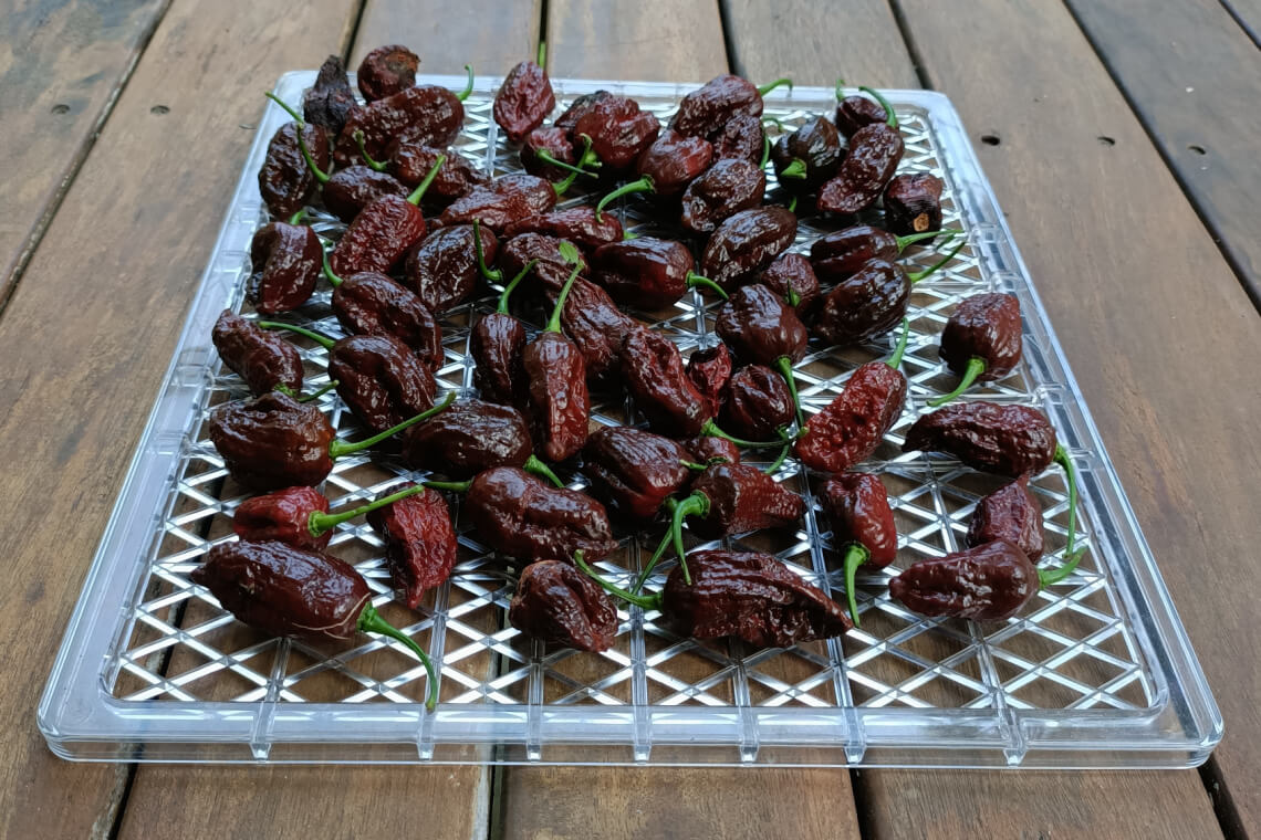 Ripe dark brown Chocolate Bhutlah peppers spread out on a drying rack placed on a weathered wooden deck Ripe dark brown Chocolate Bhutlah peppers spread out on a drying rack placed on a weathered wooden deck