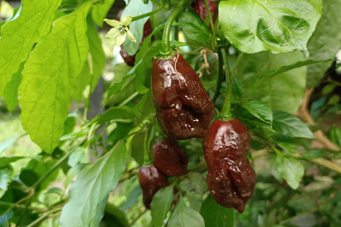 Ripe dark brown Chocolate Bhutlah peppers hanging from a plant beside a small, pale greenish-white flower, with textured leaves in the background Ripe dark brown Chocolate Bhutlah peppers hanging from a plant beside a small, pale greenish-white flower, with textured leaves in the background