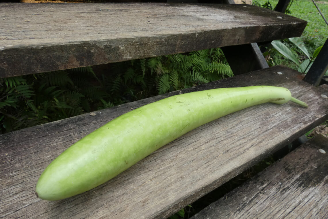 A large green bottle gourd lying on a wooden step. A large green bottle gourd lying on a wooden step.