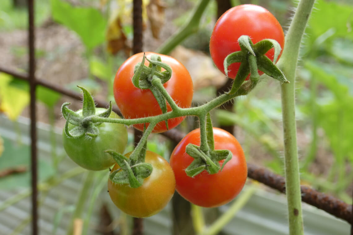 Homegrown tomatoes on the vine at different stages of ripeness, ranging from green to vibrant red. Homegrown tomatoes on the vine at different stages of ripeness, ranging from green to vibrant red.