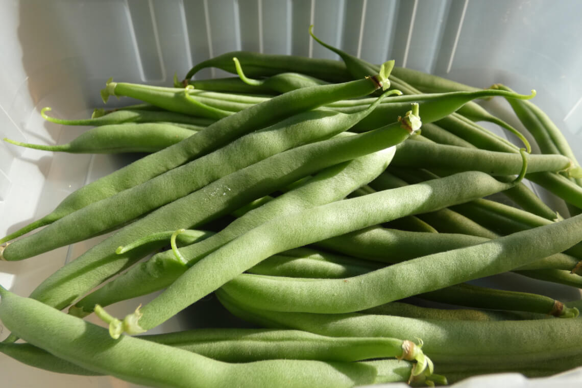 A close-up of freshly picked homegrown green string beans. A close-up of freshly picked homegrown green string beans.