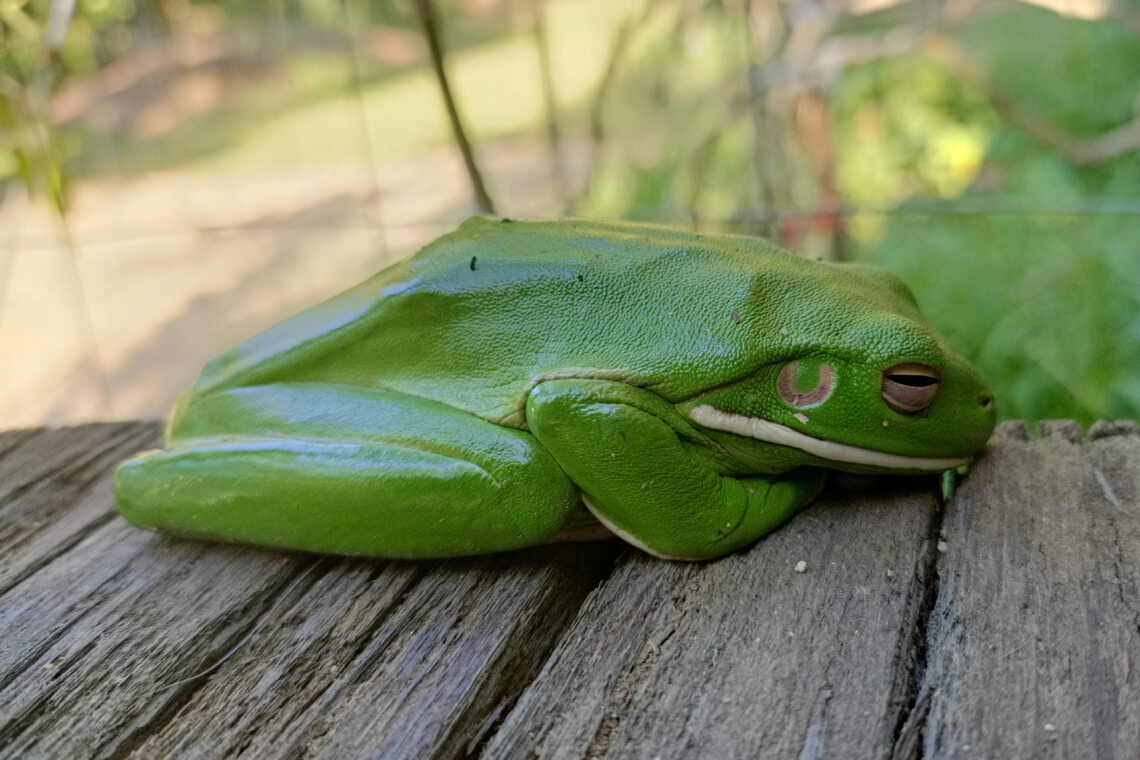 A green white-lipped tree frog sits on a wooden deck, a common and welcome visitor in tropical homestead gardens. A green white-lipped tree frog sits on a wooden deck, a common and welcome visitor in tropical homestead gardens.
