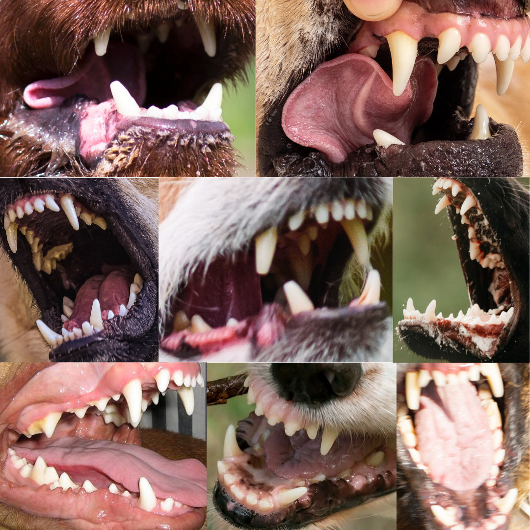 Close up of teeth