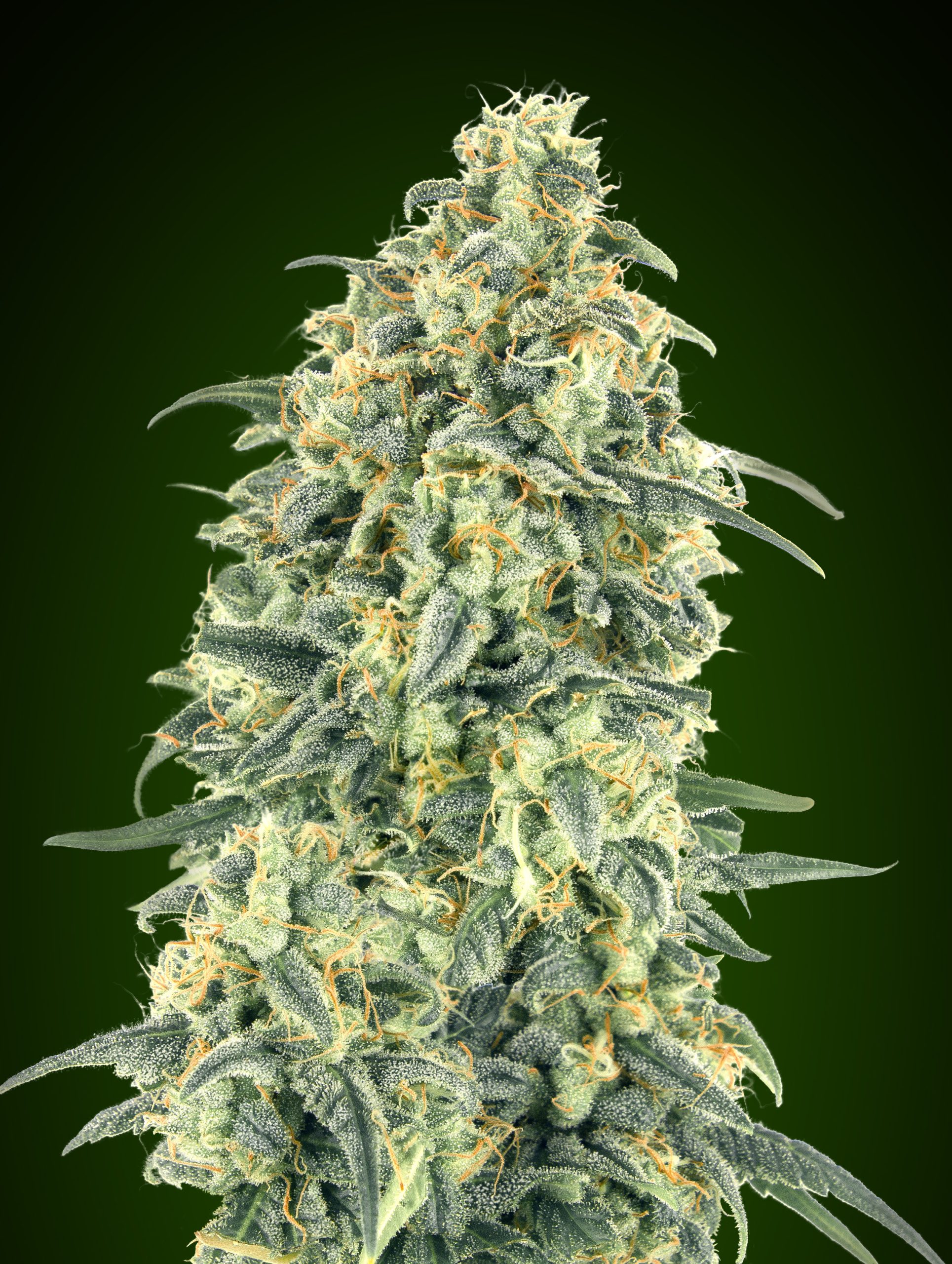 White Widow Auto