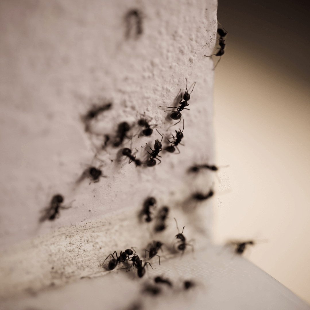 Pest Control Tacoma Pest Control Tacoma
