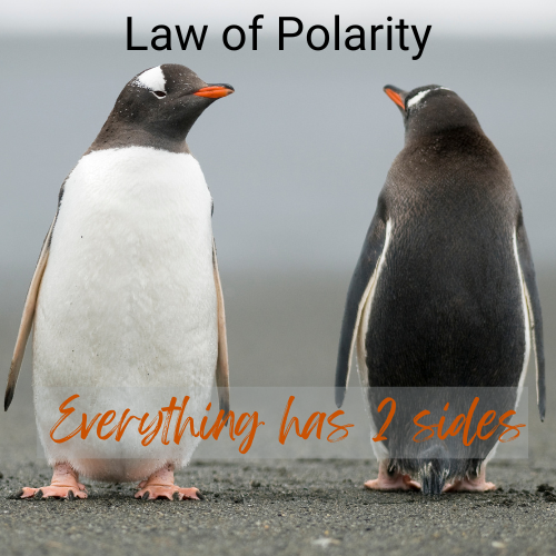 The Law of Polarity shows us everything has an opposite side. Picture of penguins. 