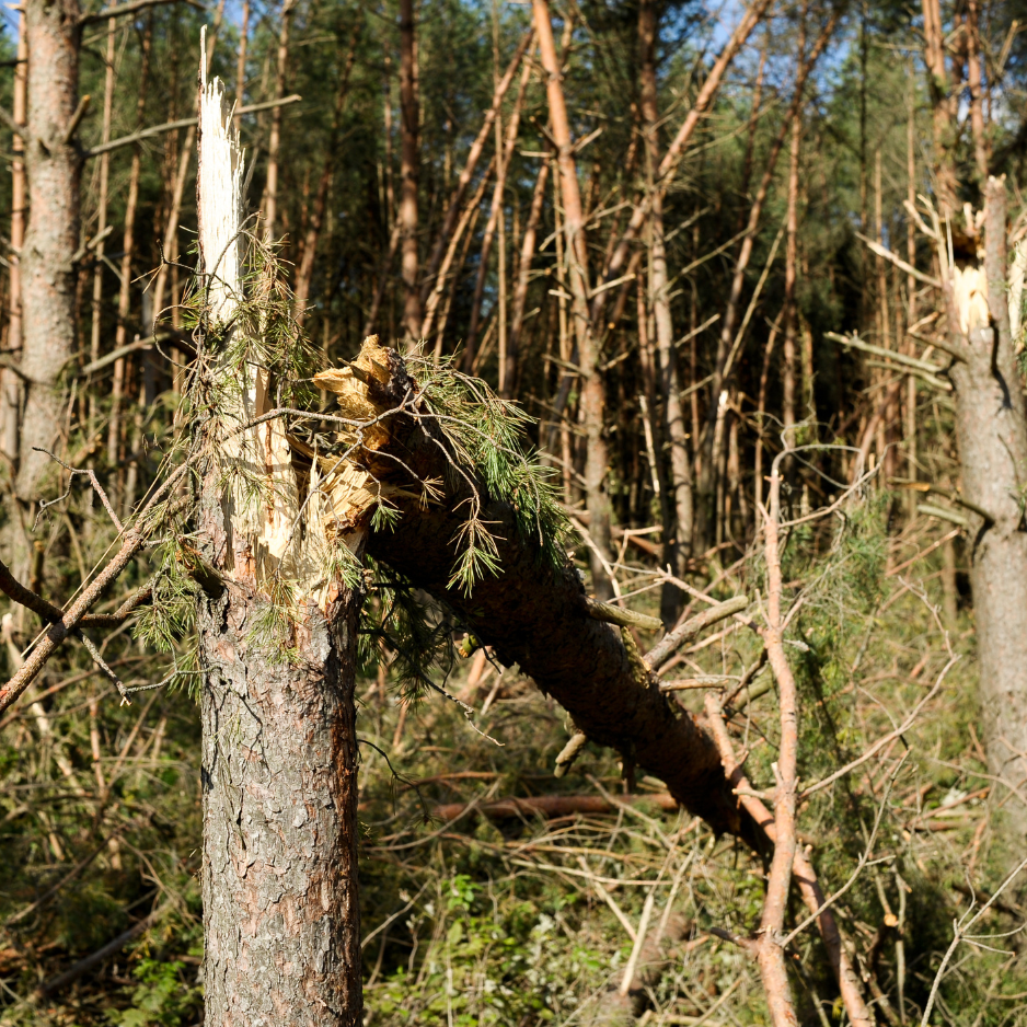 5 Signs Your Tree Might Be a Problem (And Not the Good Kind) 5 Signs Your Tree Might Be a Problem (And Not the Good Kind)