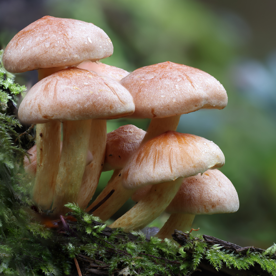 4. Mushrooms or Fungi Growing Around the Base 4. Mushrooms or Fungi Growing Around the Base