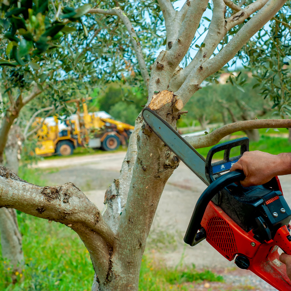 Why Locals Trust Burke’s Tree Service We’re not some pop-up crew that shows up after a storm and disappears. We’re based right here in Rochester, NH. We’re fully insured, properly licensed, and we’ve got the heavy-duty equipment and seasoned crew to handle whatever your property needs. Our team includes certified pesticide applicators, trained arborists, and even a former golf course superintendent (so yeah, we know a thing or two about lawns too). When we say we treat your trees like family, we mean it. Why Locals Trust Burke’s Tree Service We’re not some pop-up crew that shows up after a storm and disappears. We’re based right here in Rochester, NH. We’re fully insured, properly licensed, and we’ve got the heavy-duty equipment and seasoned crew to handle whatever your property needs. Our team includes certified pesticide applicators, trained arborists, and even a former golf course superintendent (so yeah, we know a thing or two about lawns too). When we say we treat your trees like family, we mean it.