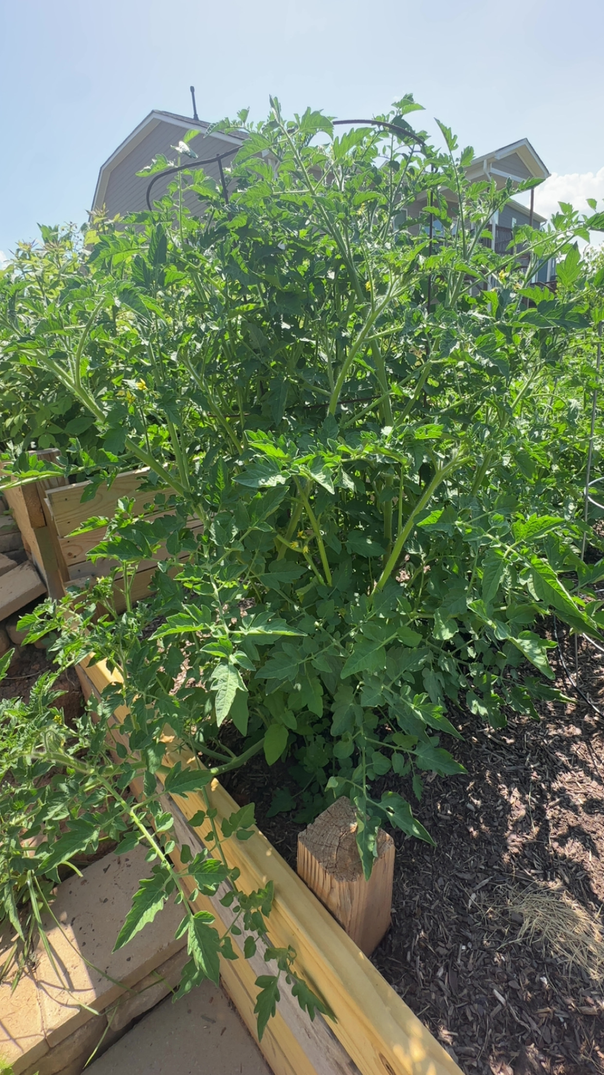 Unpruned indeterminant tomato 