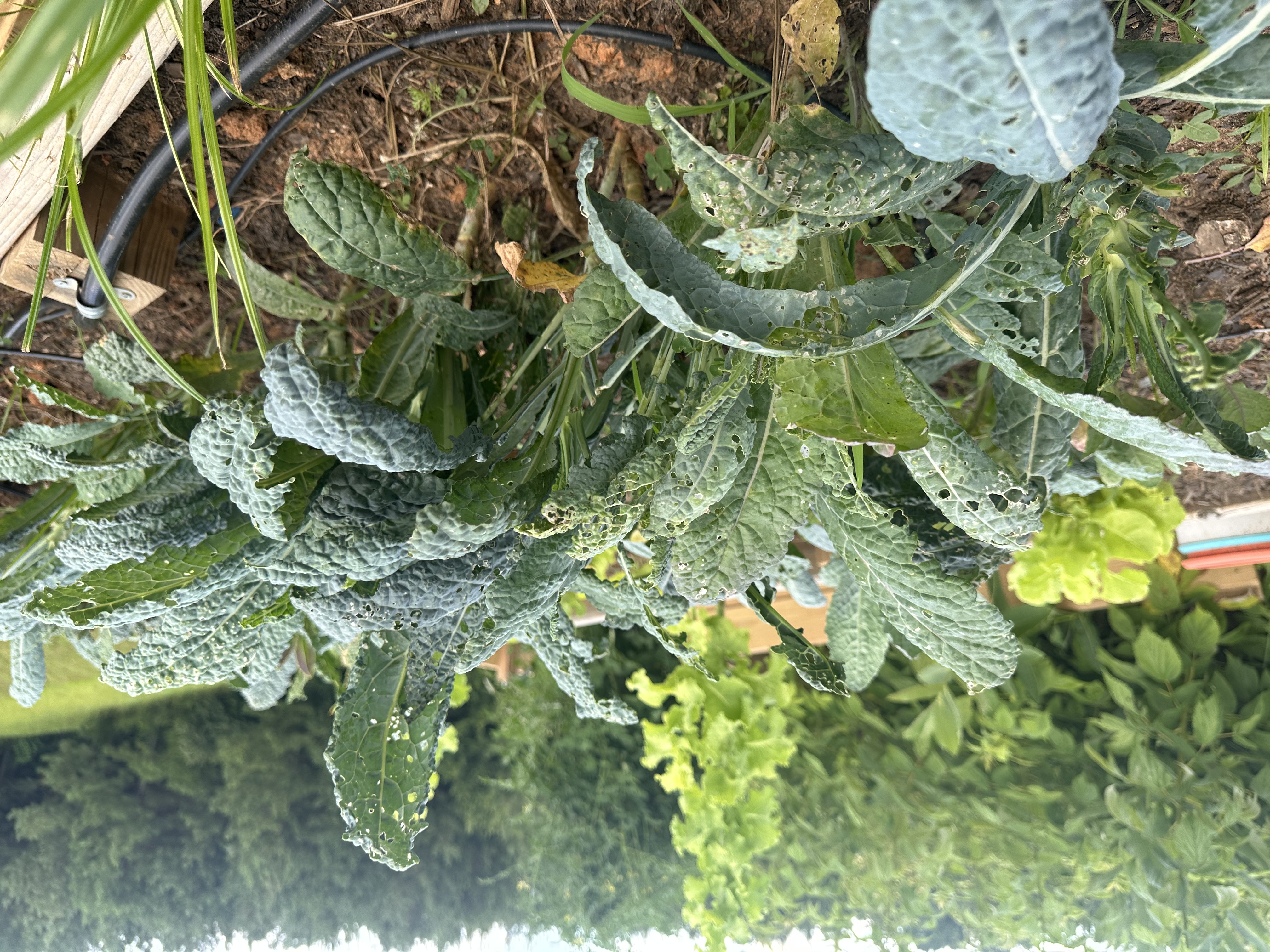 Kale damaged by pests