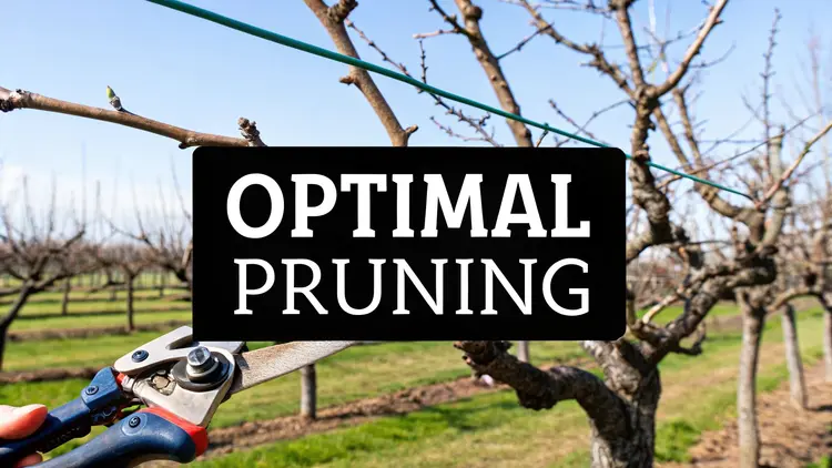 The Best Time to Prune Fruit Trees for a Great Harvest