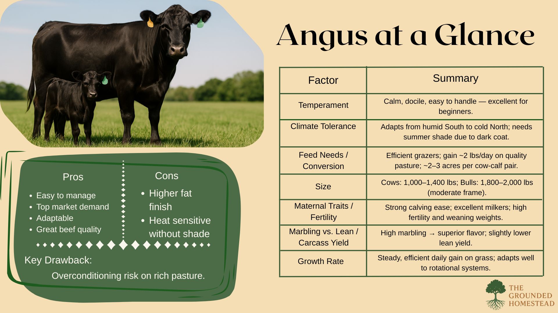 “Angus at a Glance” infographic summarizing key traits of Angus cattle for homesteaders. On the left, a photo shows a Black Angus cow and calf standing in green pasture under clear blue sky. The main header reads Angus at a Glance above a beige background with a clean two-column layout. The right side table lists factors — temperament, climate tolerance, feed efficiency, size, maternal traits, marbling, and growth rate — with concise summaries like “calm, docile, easy to handle,” and “adapts from humid South to cold North.” Below, a green panel highlights Pros (easy to manage, adaptable, great beef quality) and Cons (higher fat finish, heat sensitivity) with a final note on the Key Drawback: overconditioning risk on rich pasture. The bottom corner includes The Grounded Homestead logo and site branding. “Angus at a Glance” infographic summarizing key traits of Angus cattle for homesteaders. On the left, a photo shows a Black Angus cow and calf standing in green pasture under clear blue sky. The main header reads Angus at a Glance above a beige background with a clean two-column layout. The right side table lists factors — temperament, climate tolerance, feed efficiency, size, maternal traits, marbling, and growth rate — with concise summaries like “calm, docile, easy to handle,” and “adapts from humid South to cold North.” Below, a green panel highlights Pros (easy to manage, adaptable, great beef quality) and Cons (higher fat finish, heat sensitivity) with a final note on the Key Drawback: overconditioning risk on rich pasture. The bottom corner includes The Grounded Homestead logo and site branding.