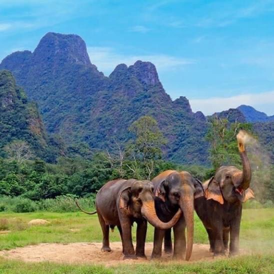 Elephants in Thailand