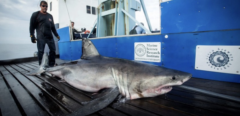 Shark on Boat