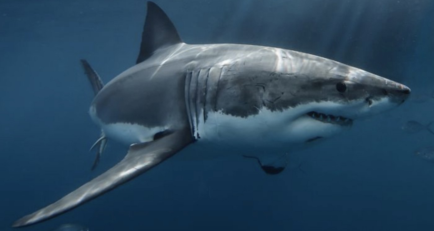 Great White Shark