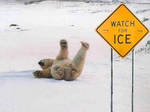 Actual footage of me stumbling *just kidding, its a polar bear sliding on ice