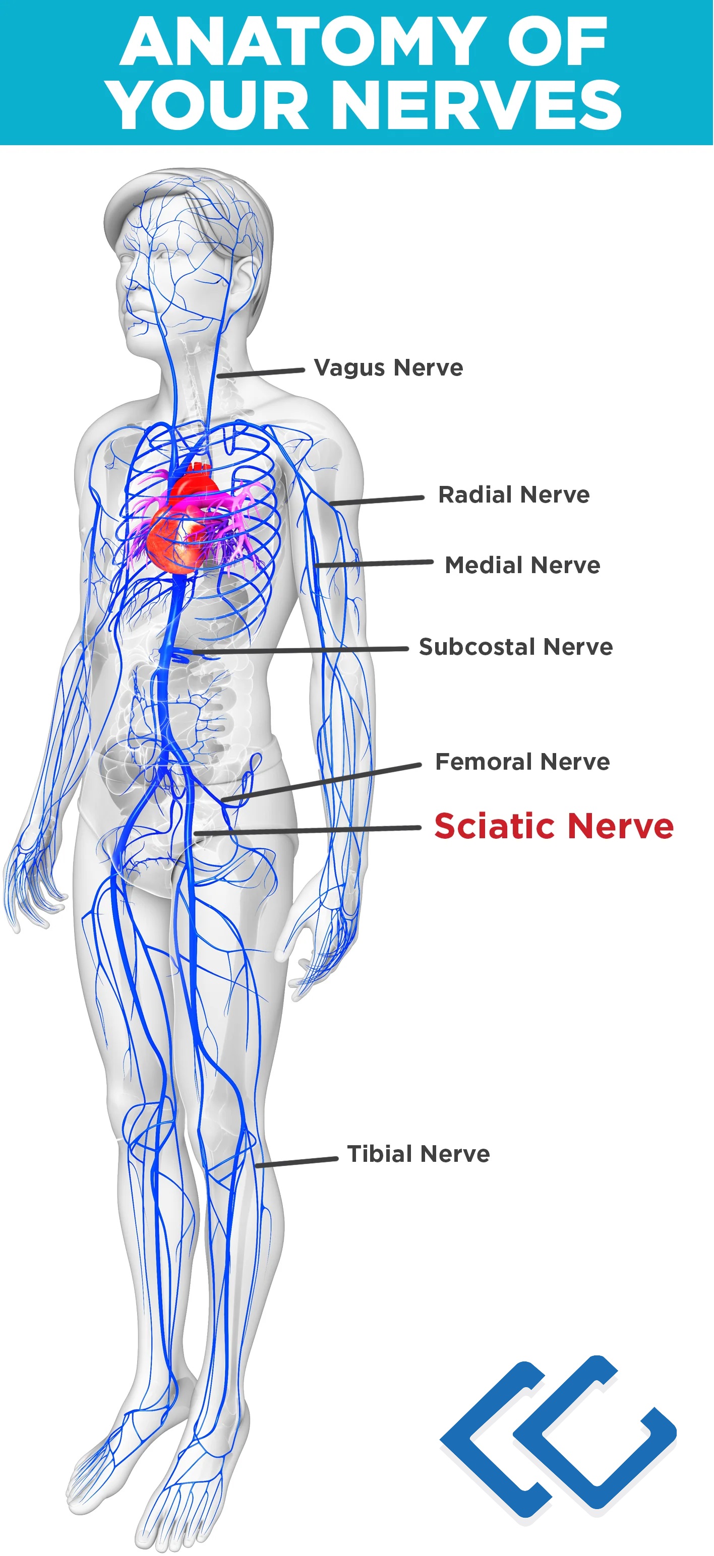 Anatomy of Nerves in Human Body