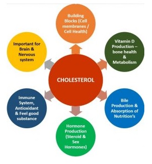health benefits of cholesterol