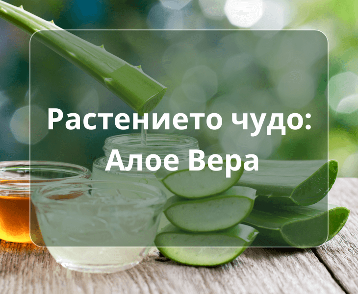 Растението чудо Алое Вера Растението чудо Алое Вера