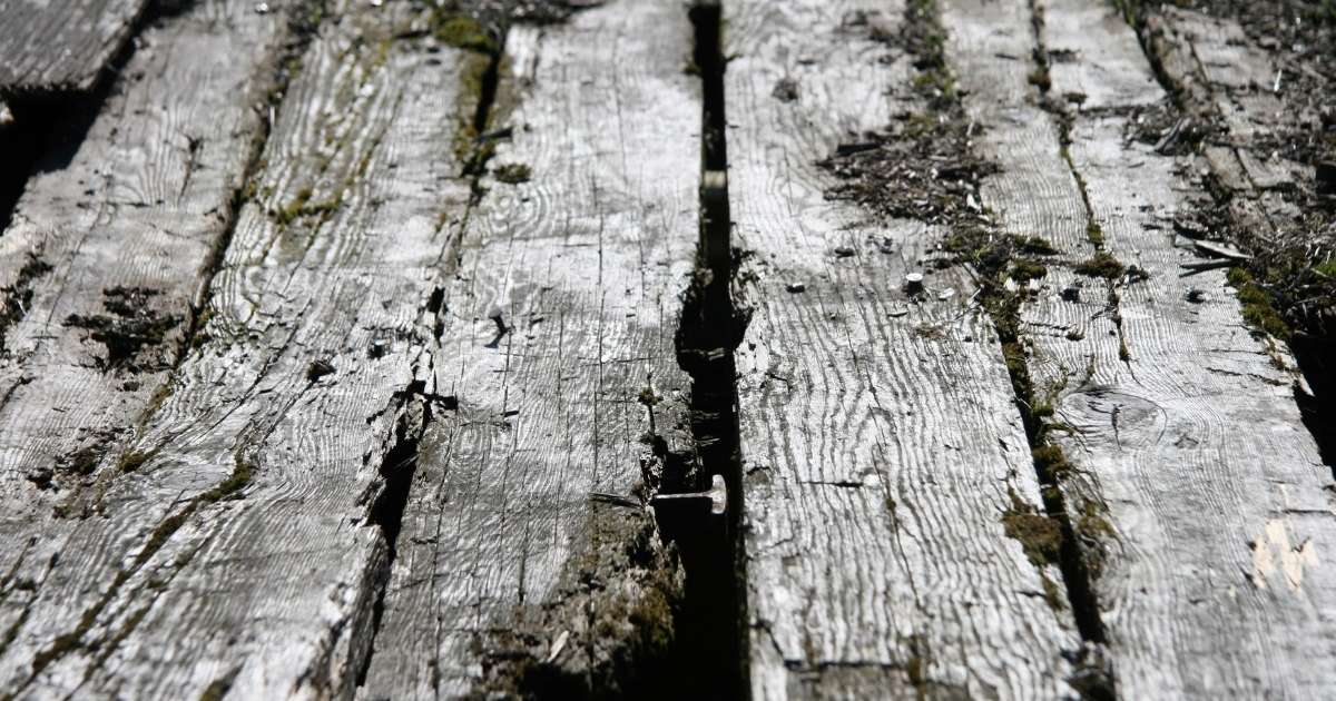 gray wood rot gray wood rot