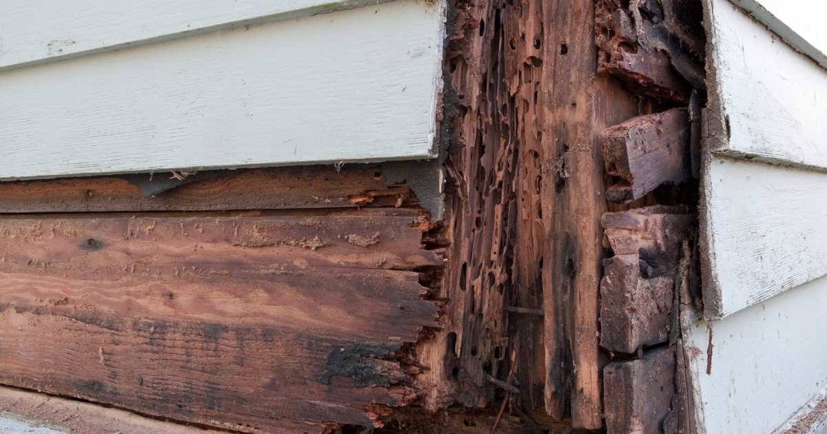 wood rot wood rot