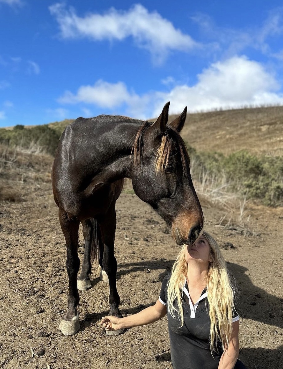 Mustang, Wild horse, USA