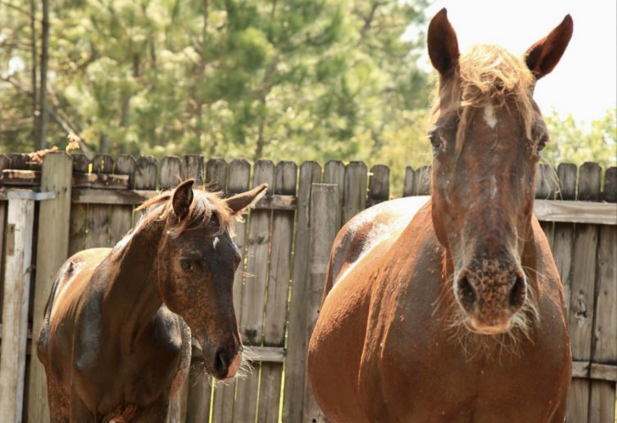 Mustangs, WIld horses, USA