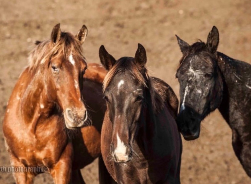 Mustangs, Wild horses, USA