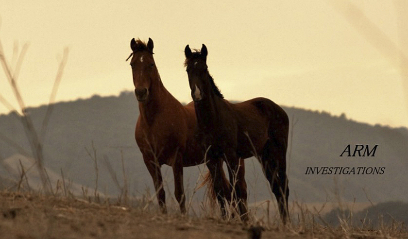 Mustang, Wild horse, USA