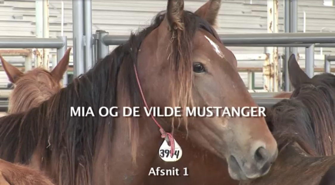 WIld horses, Mustangs, USA, Florida
