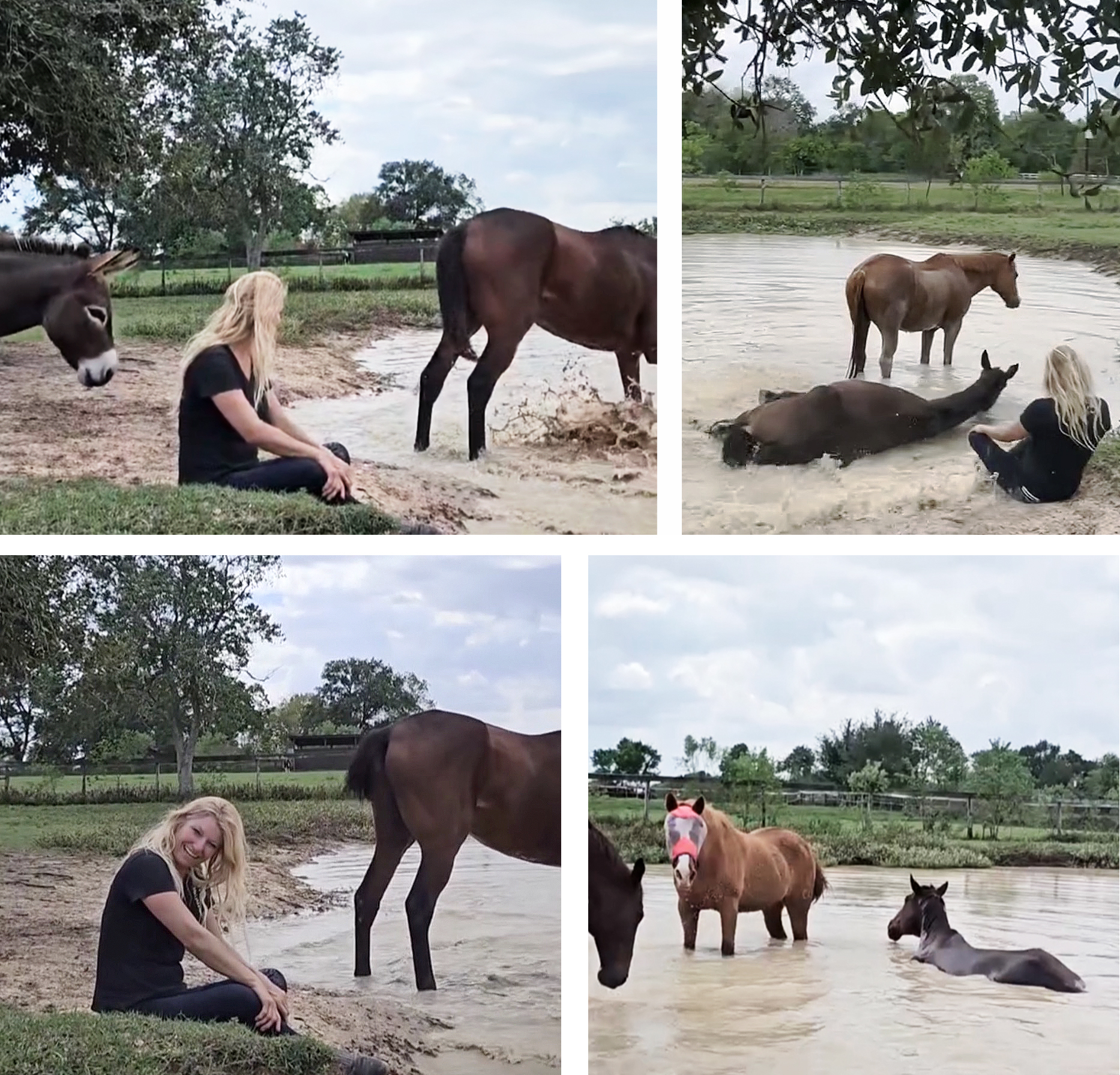 When Horses Choose, WHC, Horses bathing, Texas