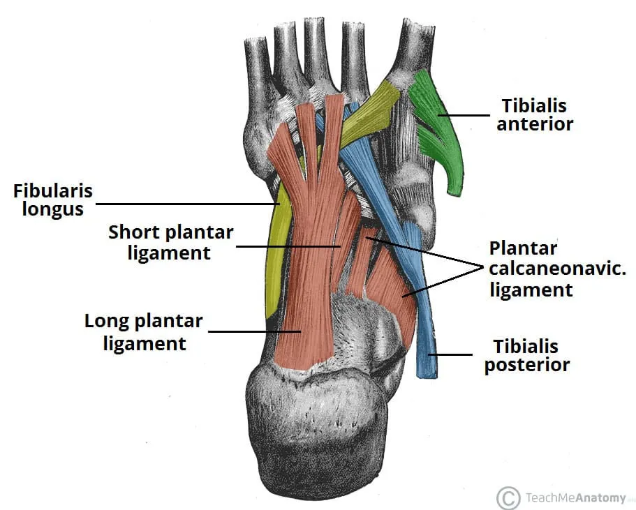 Anatomy diagram of the foot arches medial, lateral, and transverse showing the body's built-in shock absorption system for ground reaction forces