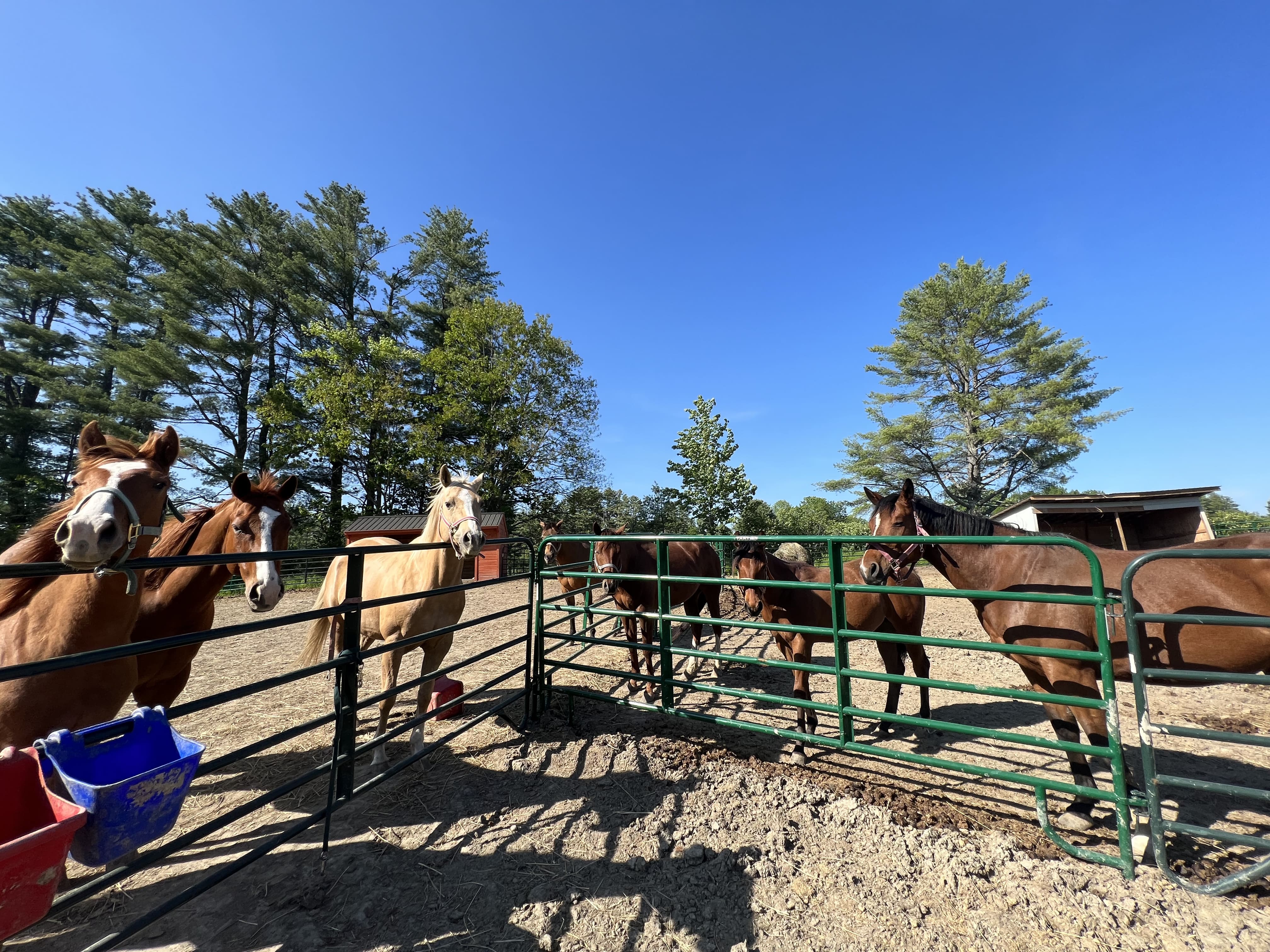 Farm animals being cared for