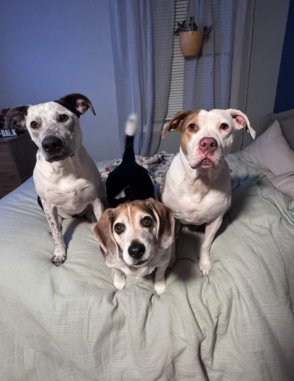 Person caring for cat at home