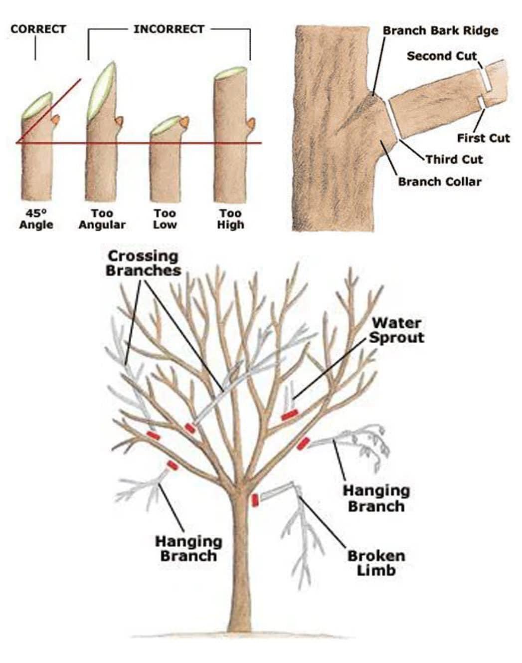 Tree Services Lake Charles