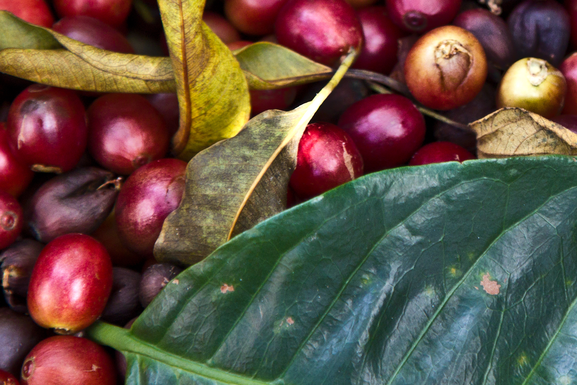 coffee beans