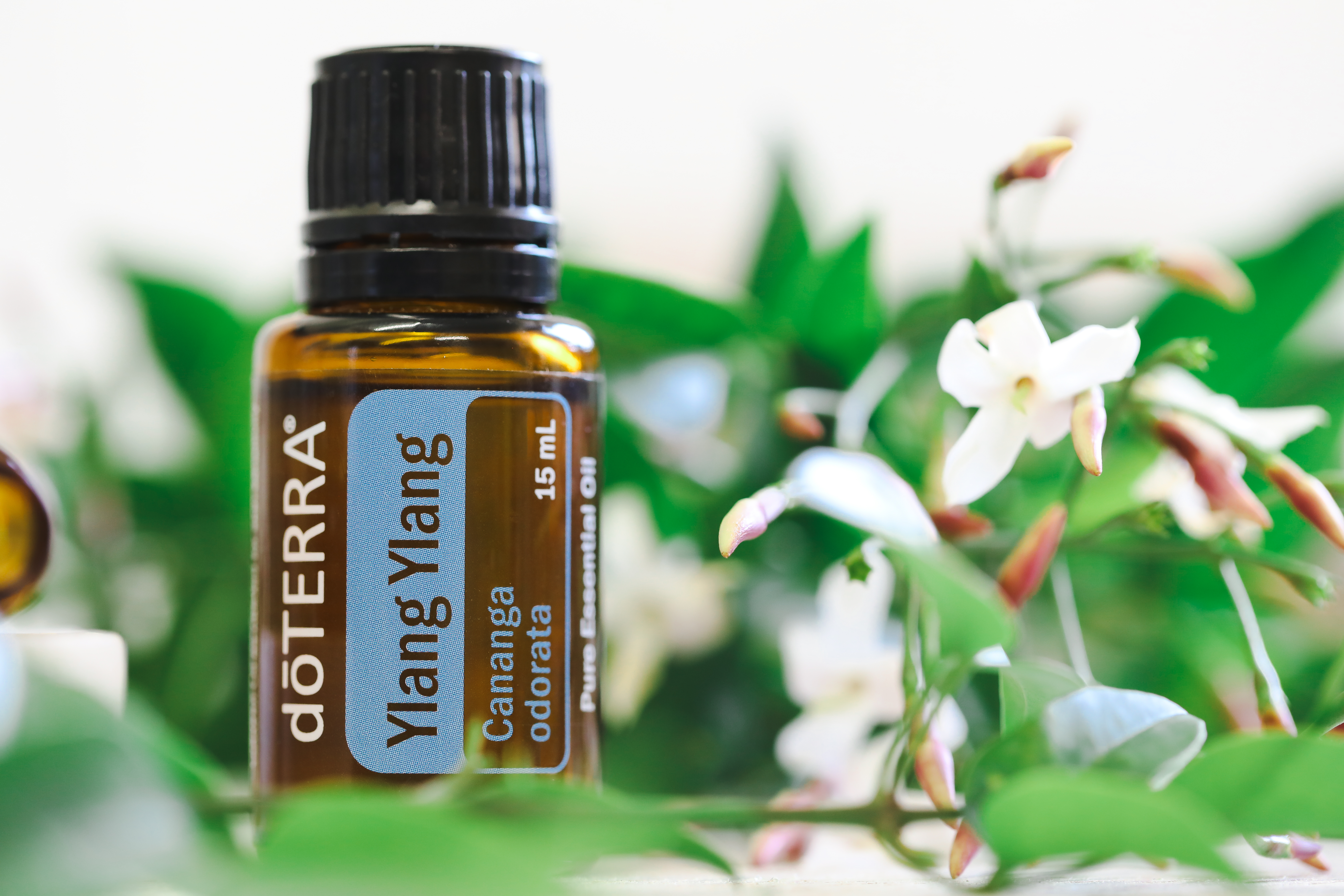 Ylang Ylang essential oil 