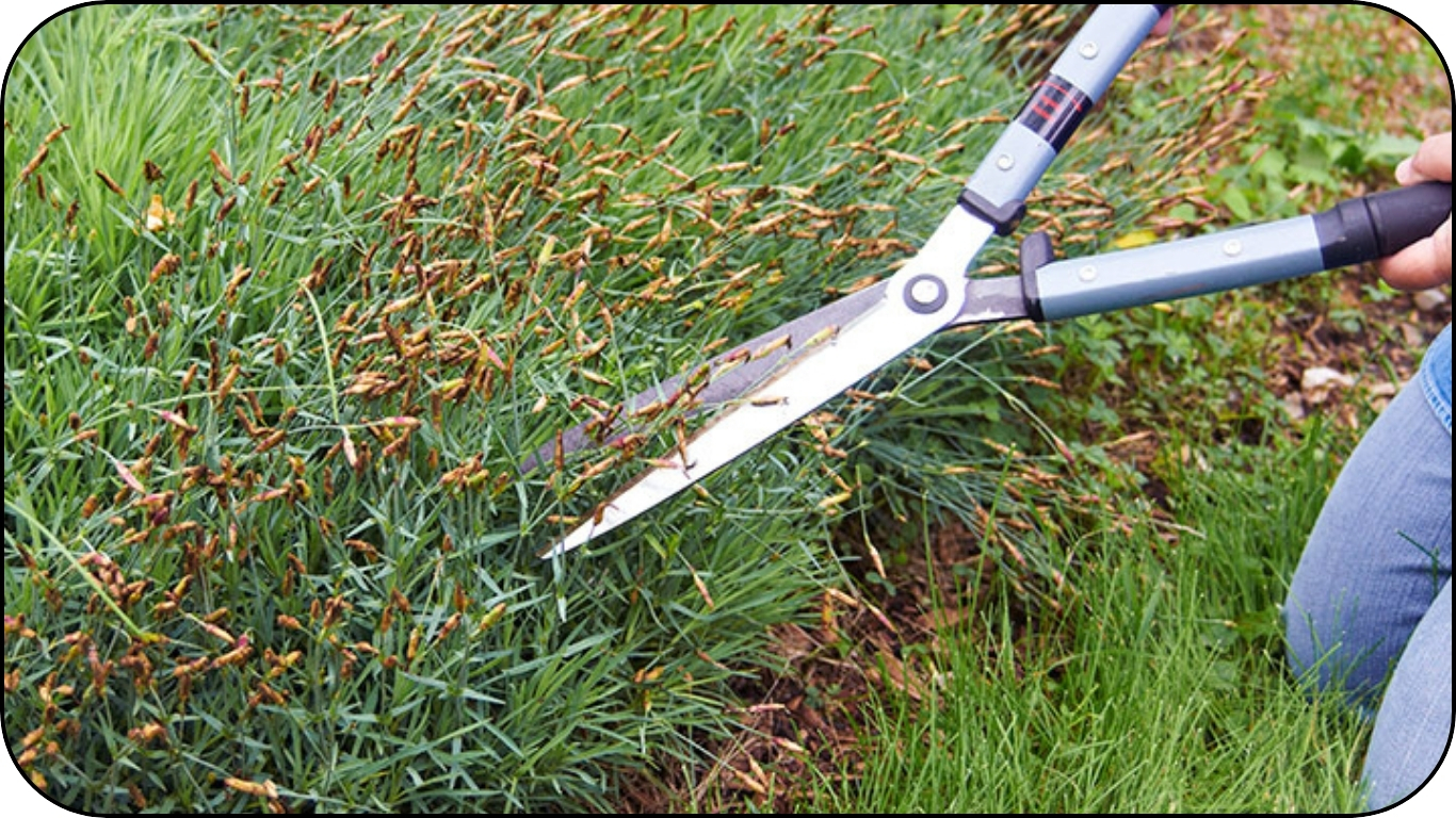 garden maintenance garden maintenance