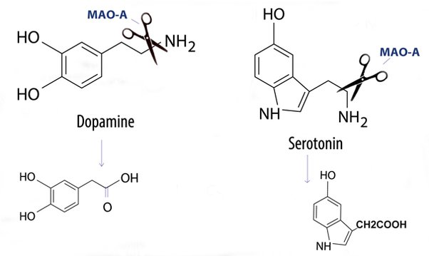 monoamine oxidase A (MAO-A) effecting important neurotransmitters