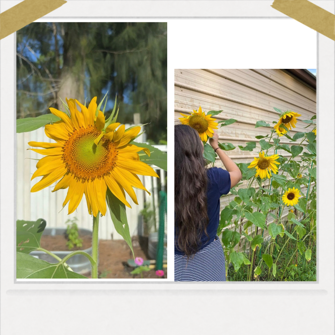 sunflowers