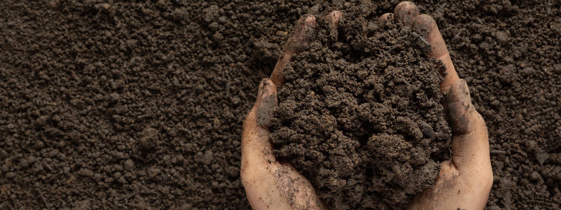 Close-up of hands holding rich, dark soil, emphasizing soil texture and quality—ideal for illustrating the importance of healthy soil in lawn care and landscaping. Close-up of hands holding rich, dark soil, emphasizing soil texture and quality—ideal for illustrating the importance of healthy soil in lawn care and landscaping.