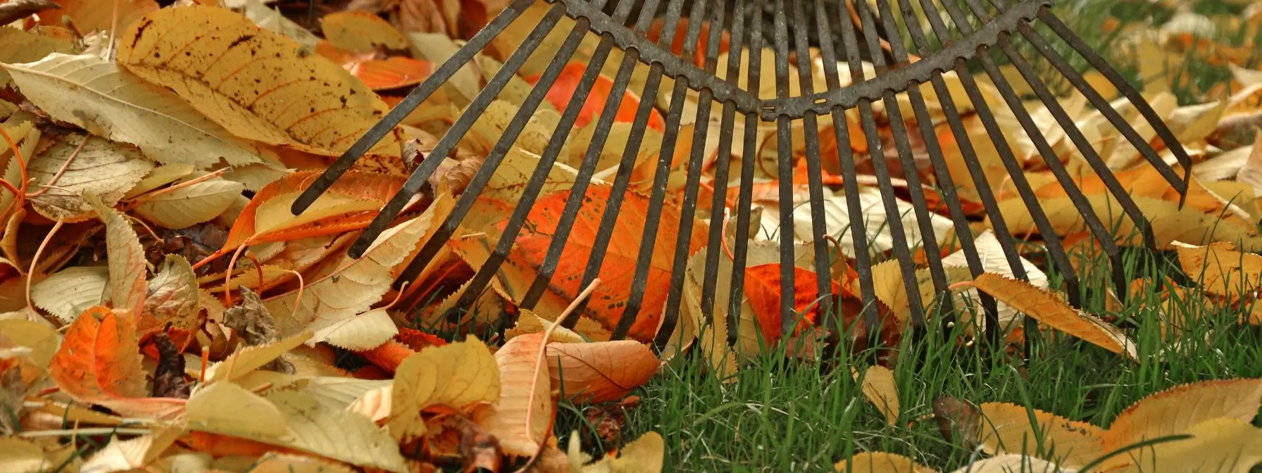 A metal rake gathering colorful autumn leaves on a green lawn, symbolizing fall lawn care and seasonal yard maintenance. A metal rake gathering colorful autumn leaves on a green lawn, symbolizing fall lawn care and seasonal yard maintenance.