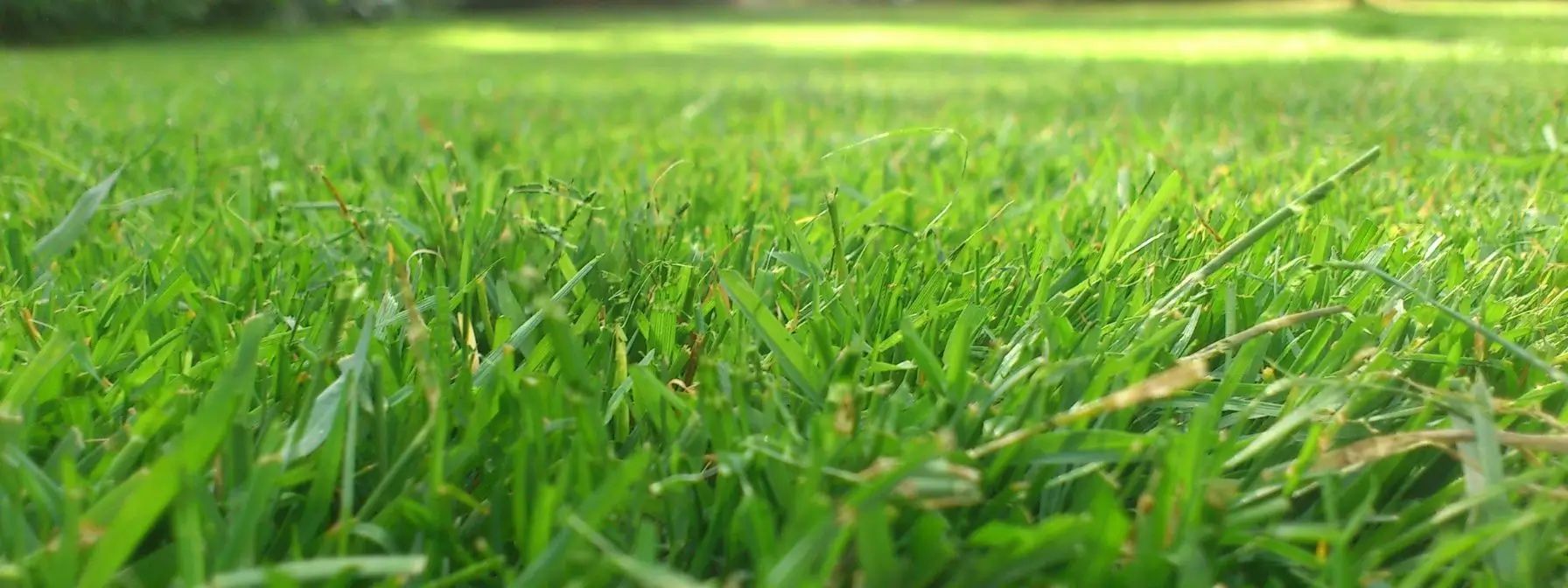 Close-up view of healthy, vibrant green grass in a well-maintained lawn, representing the results of consistent year-round lawn care. Close-up view of healthy, vibrant green grass in a well-maintained lawn, representing the results of consistent year-round lawn care.