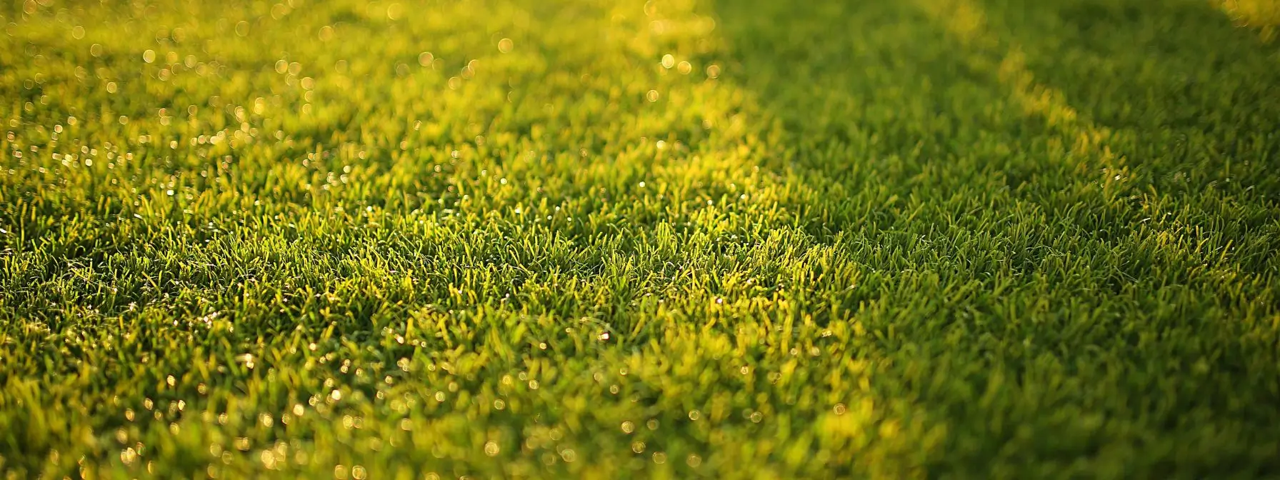 Close-up of healthy, lush green grass glistening in sunlight—representing the successful results of proper lawn care and revitalization strategies tailored for Baltimore conditions.